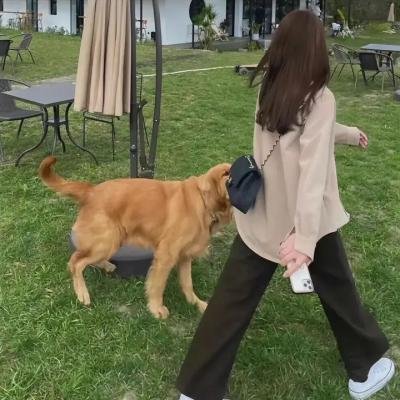 市长先生的完美任期